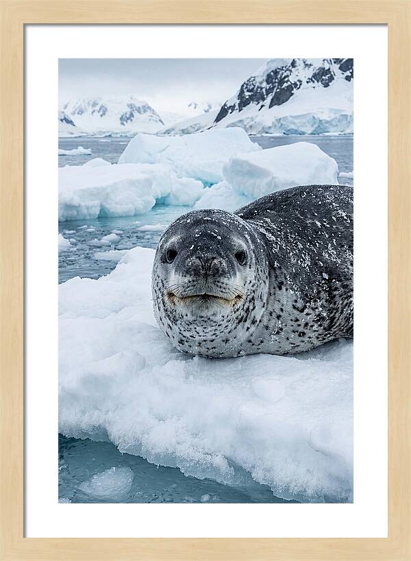 Leopard Seal On Antarctic Ice