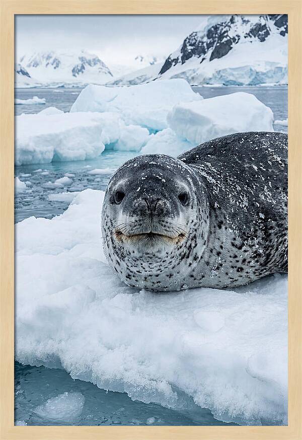 Leopard Seal On Antarctic Ice