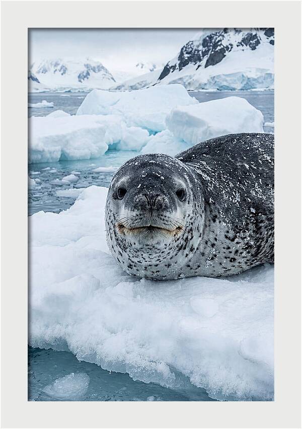 Leopard Seal On Antarctic Ice