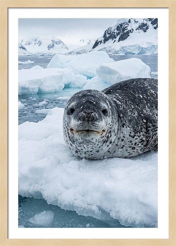 Leopard Seal On Antarctic Ice