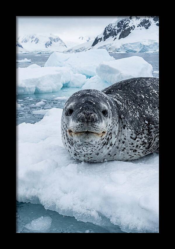 Leopard Seal On Antarctic Ice