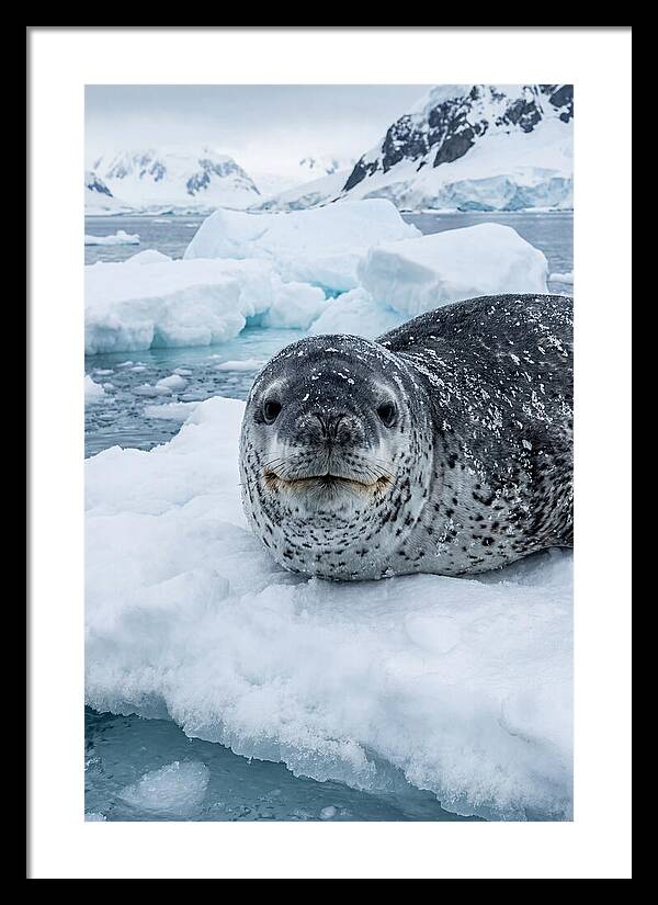 Leopard Seal On Antarctic Ice