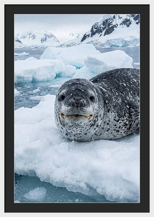 Leopard Seal On Antarctic Ice