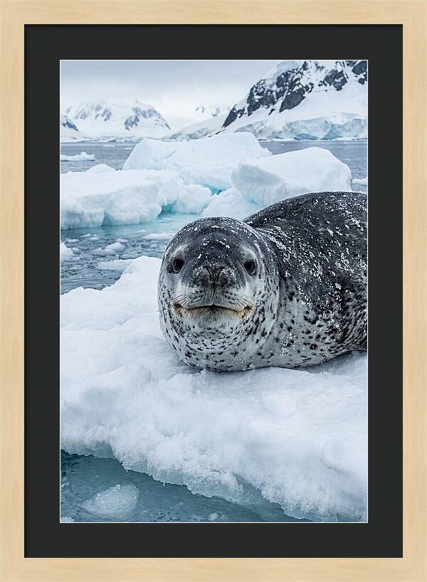 Leopard Seal On Antarctic Ice