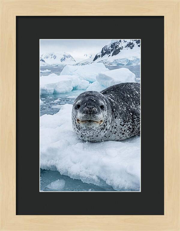 Leopard Seal On Antarctic Ice