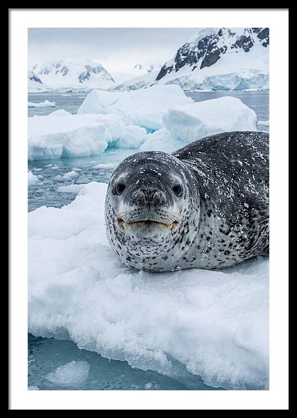 Leopard Seal On Antarctic Ice