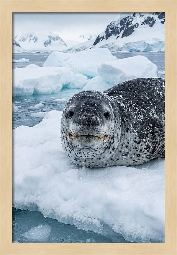Leopard Seal On Antarctic Ice