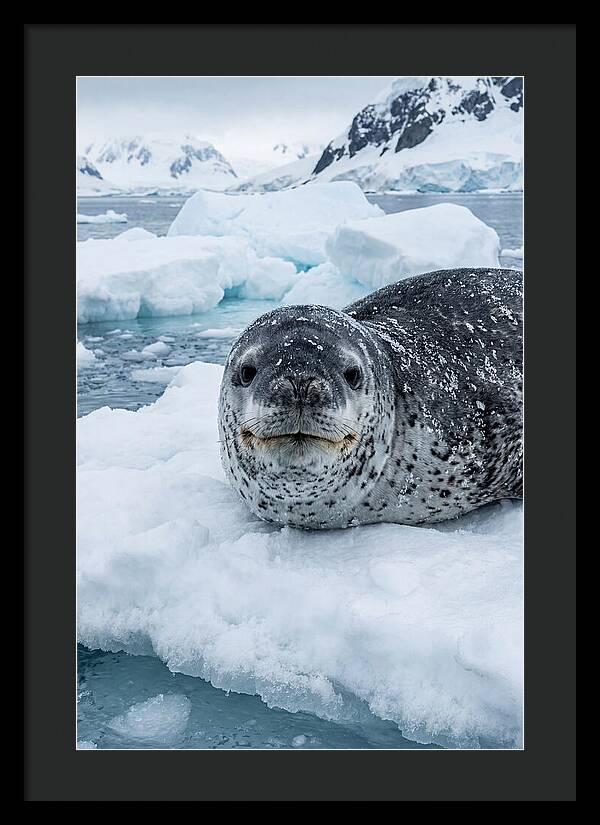 Leopard Seal On Antarctic Ice