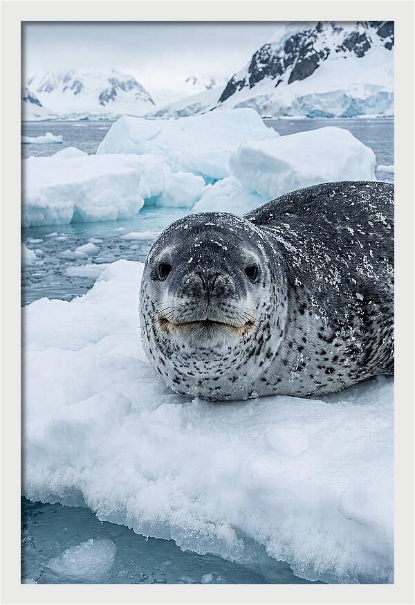 Leopard Seal On Antarctic Ice