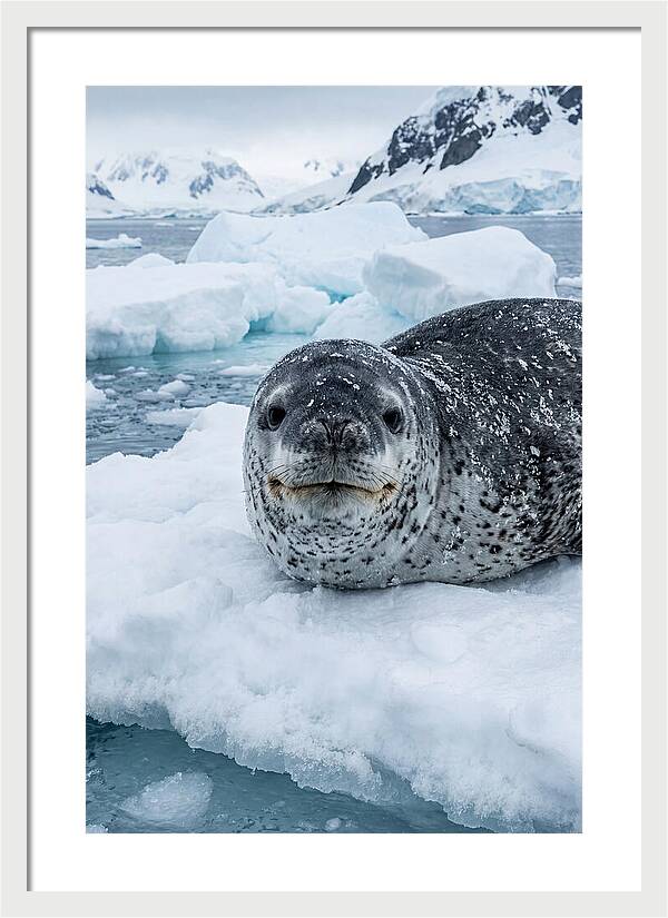 Leopard Seal On Antarctic Ice