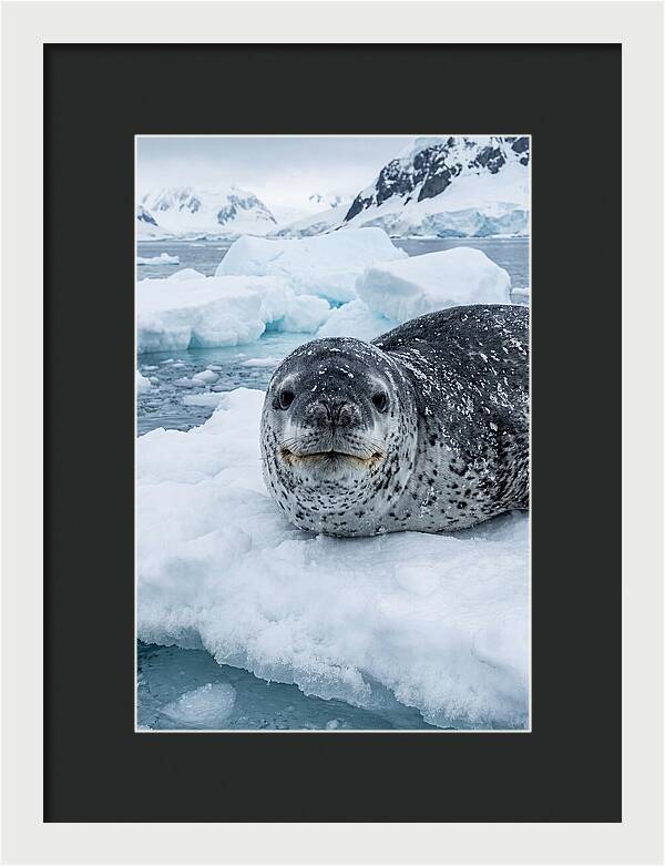 Leopard Seal On Antarctic Ice