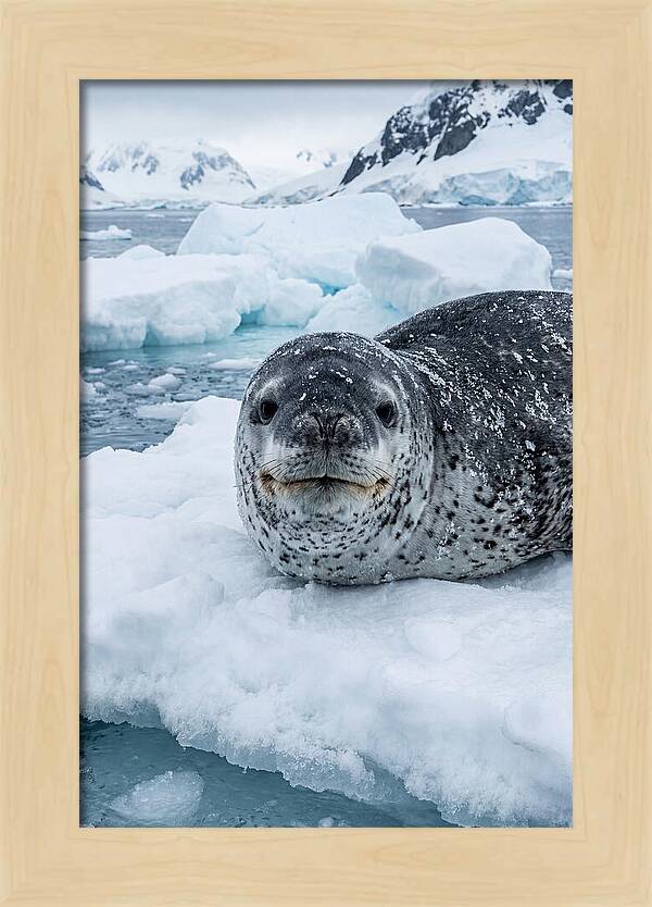 Leopard Seal On Antarctic Ice
