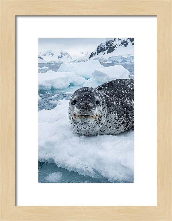 Leopard Seal On Antarctic Ice