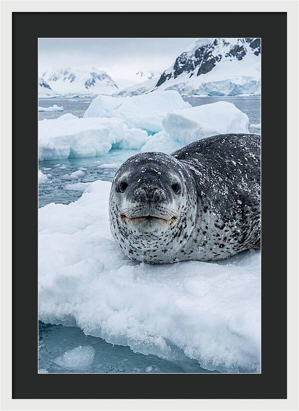 Leopard Seal On Antarctic Ice