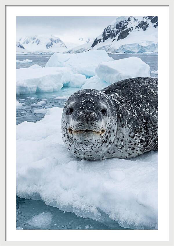 Leopard Seal On Antarctic Ice