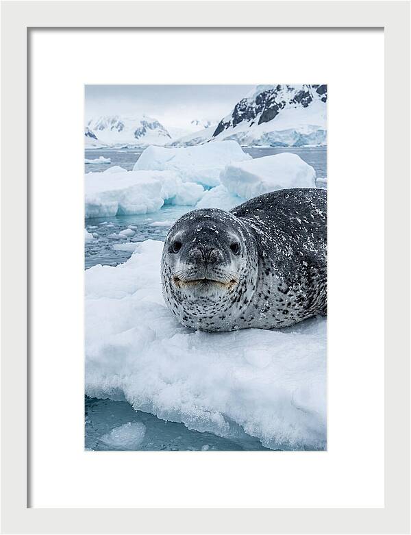 Leopard Seal On Antarctic Ice