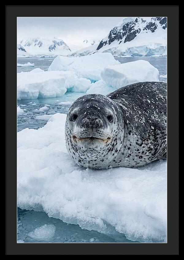 Leopard Seal On Antarctic Ice