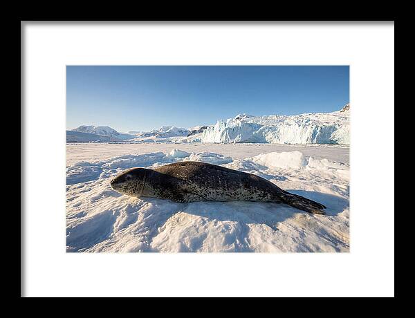 Leopard Seal Resting On Ice