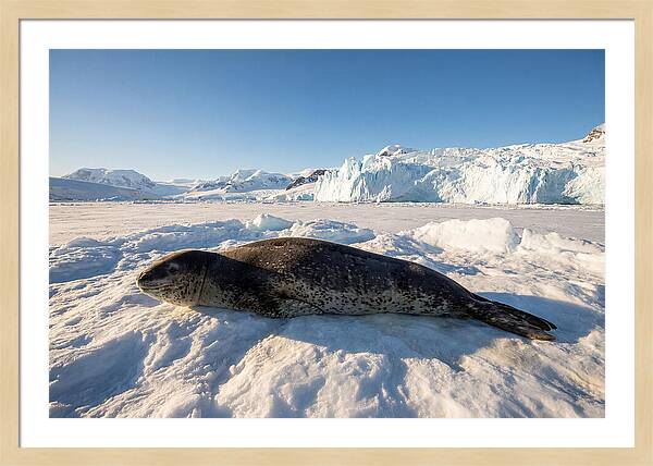 Leopard Seal Resting On Ice