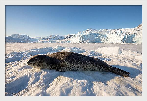 Leopard Seal Resting On Ice