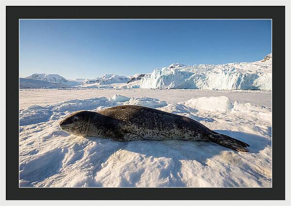 Leopard Seal Resting On Ice