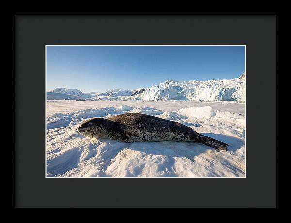 Leopard Seal Resting On Ice