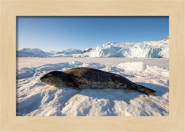 Leopard Seal Resting On Ice