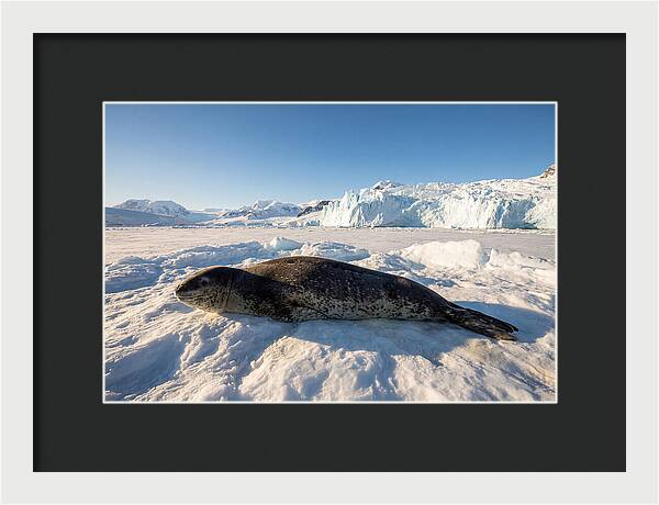 Leopard Seal Resting On Ice
