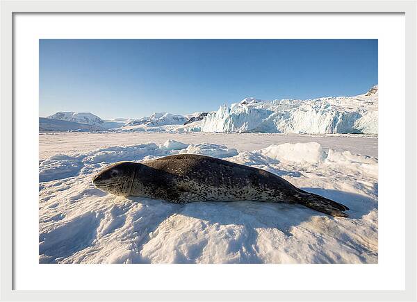 Leopard Seal Resting On Ice