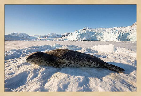 Leopard Seal Resting On Ice
