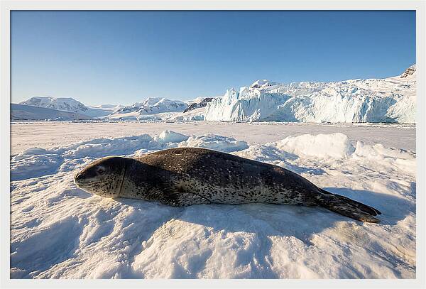 Leopard Seal Resting On Ice