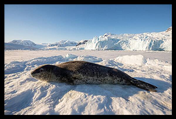 Leopard Seal Resting On Ice