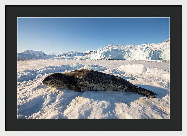 Leopard Seal Resting On Ice