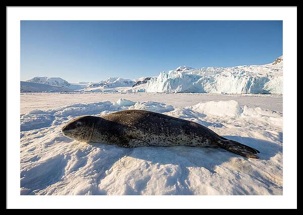 Leopard Seal Resting On Ice