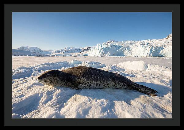 Leopard Seal Resting On Ice