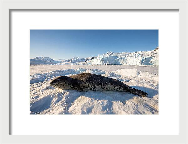 Leopard Seal Resting On Ice