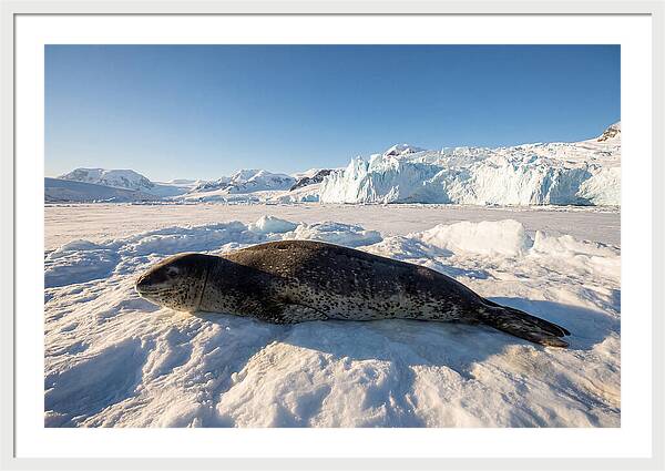 Leopard Seal Resting On Ice