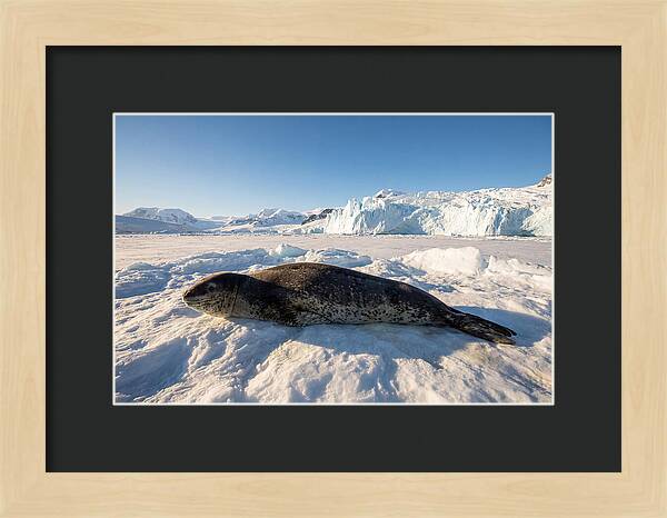 Leopard Seal Resting On Ice