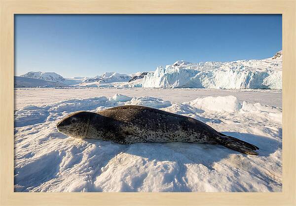 Leopard Seal Resting On Ice