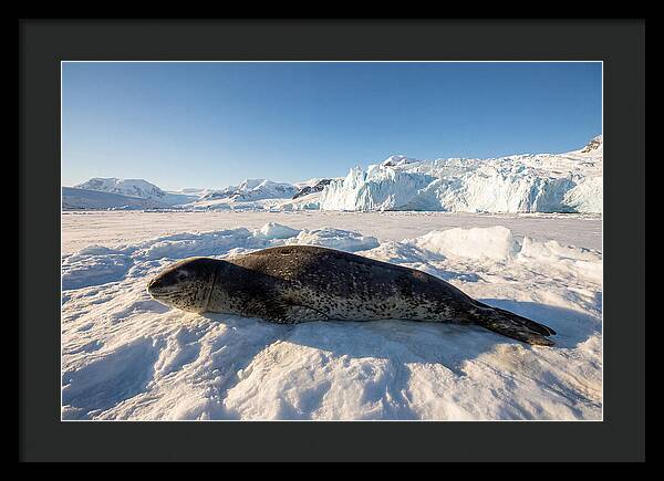 Leopard Seal Resting On Ice