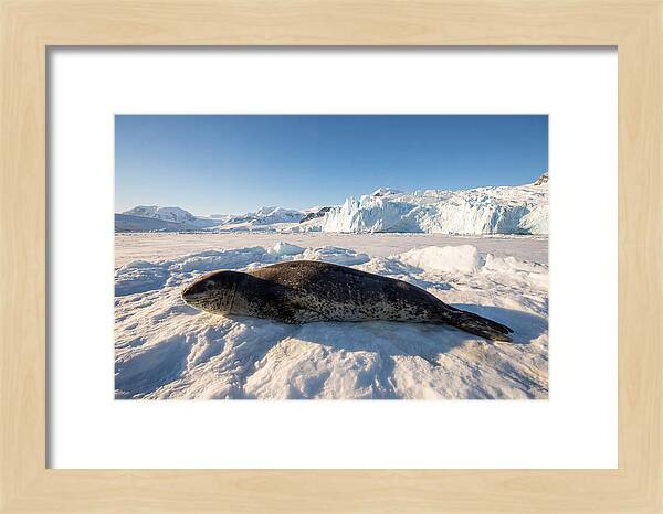 Leopard Seal Resting On Ice