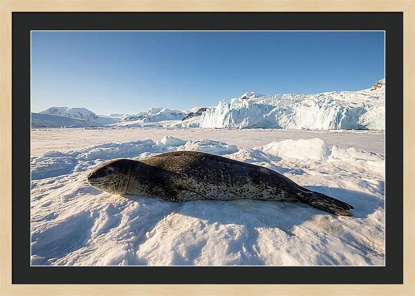 Leopard Seal Resting On Ice