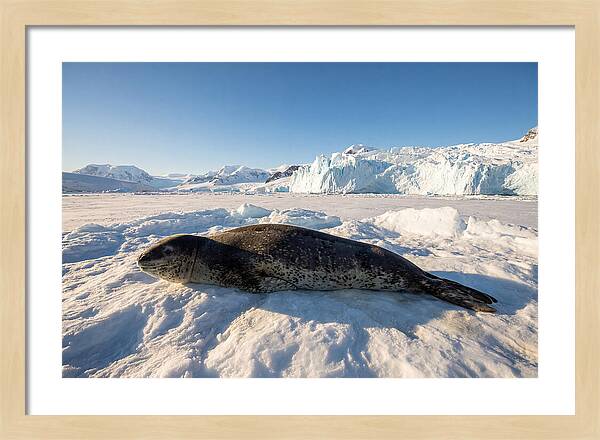 Leopard Seal Resting On Ice