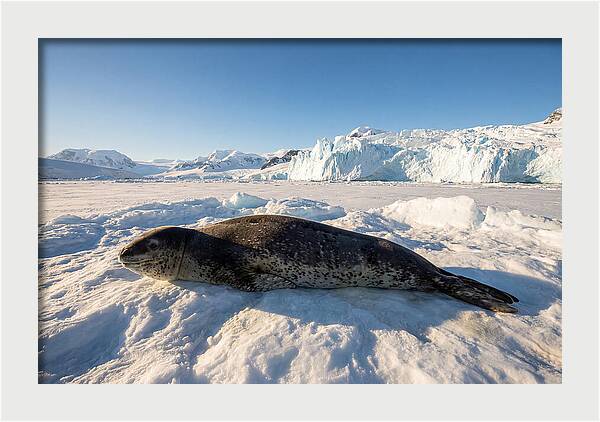 Leopard Seal Resting On Ice