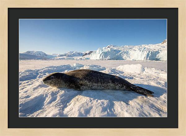 Leopard Seal Resting On Ice