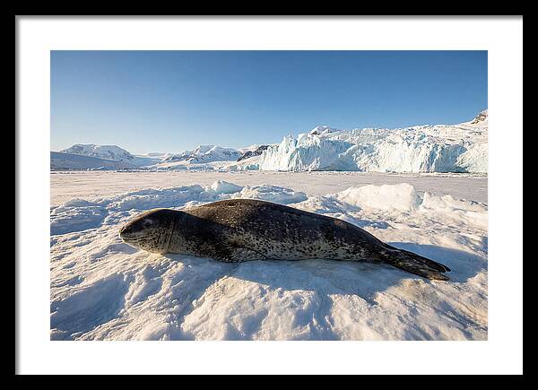 Leopard Seal Resting On Ice