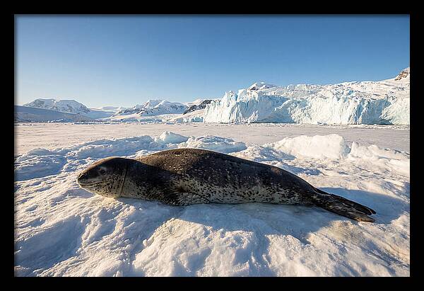 Leopard Seal Resting On Ice