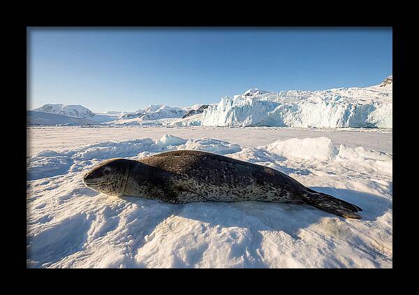 Leopard Seal Resting On Ice