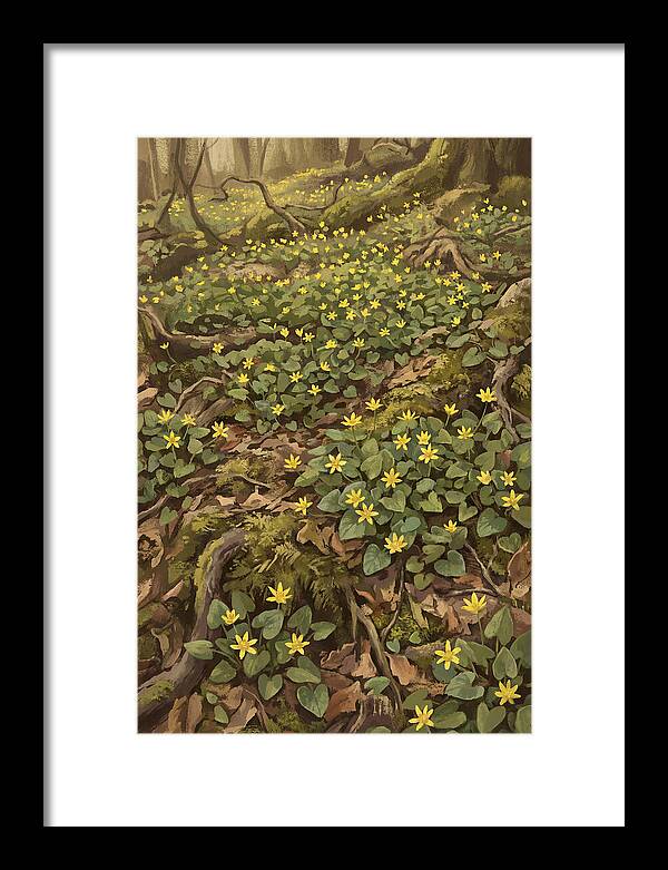 Lesser Celandine Stars In Woodland