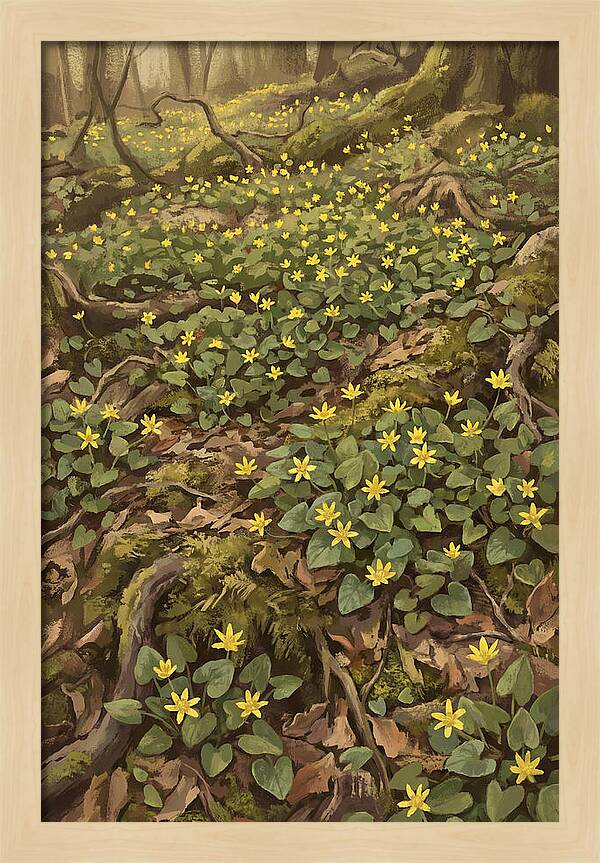 Lesser Celandine Stars In Woodland